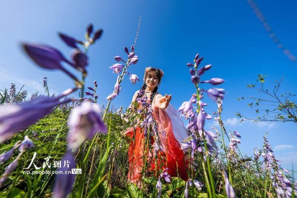 天弘忧配 贵州金沙：紫色花海醉游人